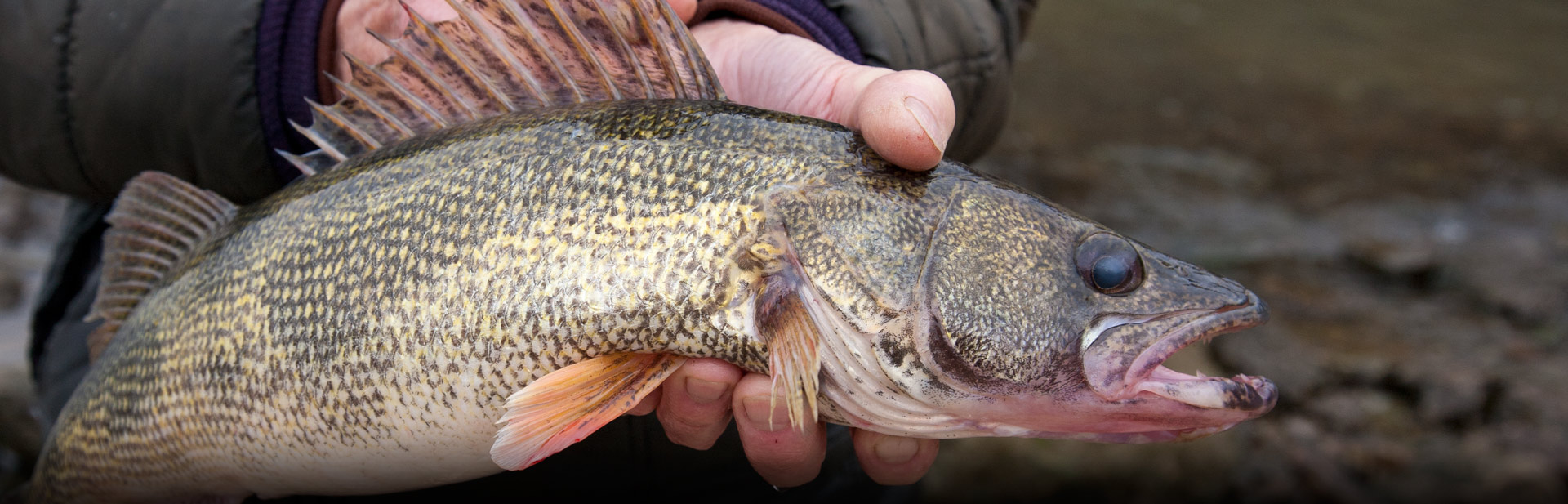 Perch (Sauger and Walleye) Kentucky Department of Fish & Wildlife
